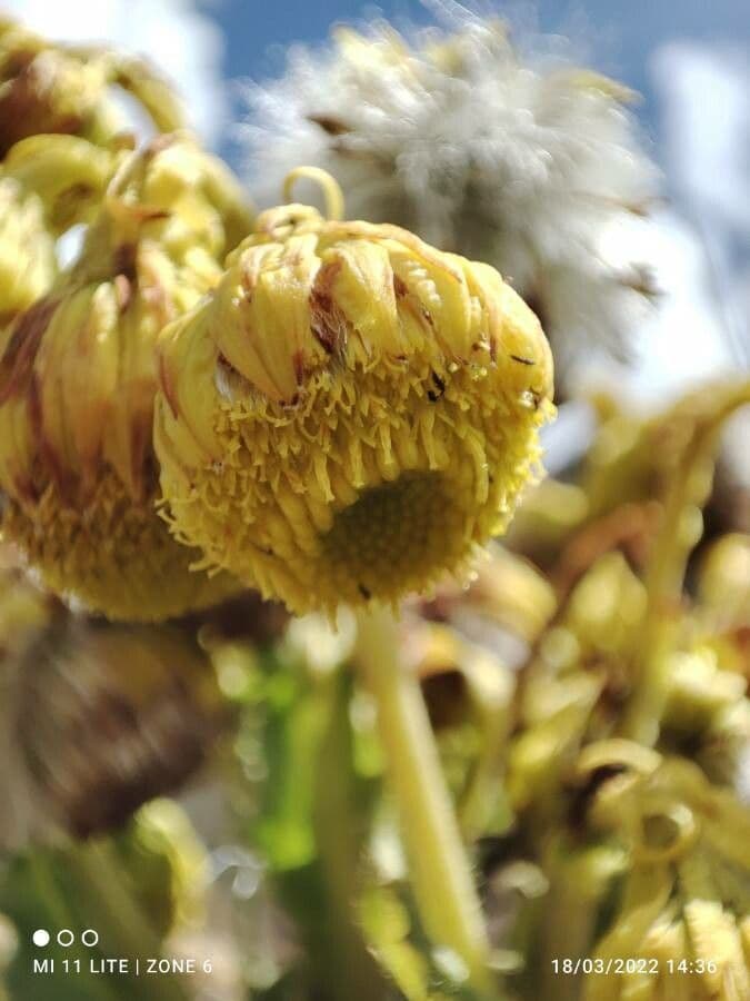 Senecio 8