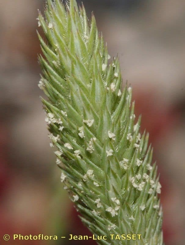 Codolina delle spiagge 18
