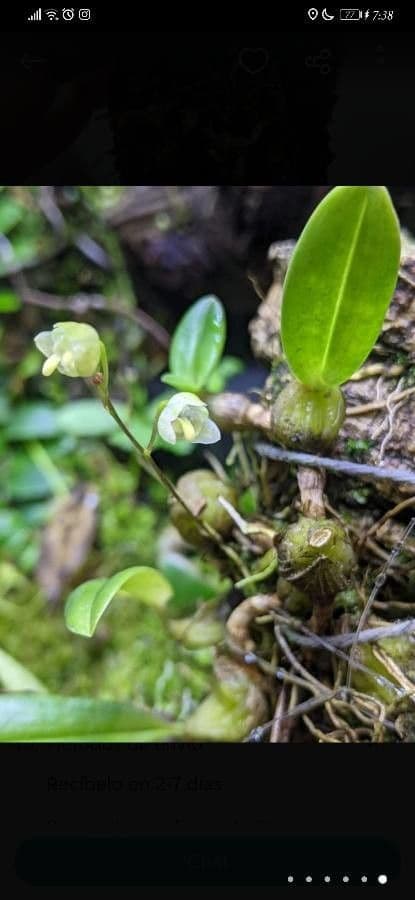 Bulbophyllum 2