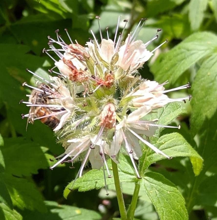Feuille d'eau de Fendler 3
