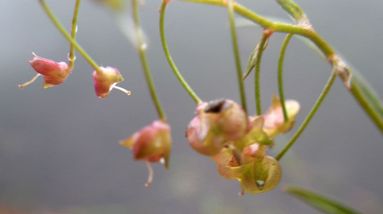 Veronica scudata 3