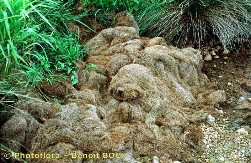 Potamogeton rutilus 3