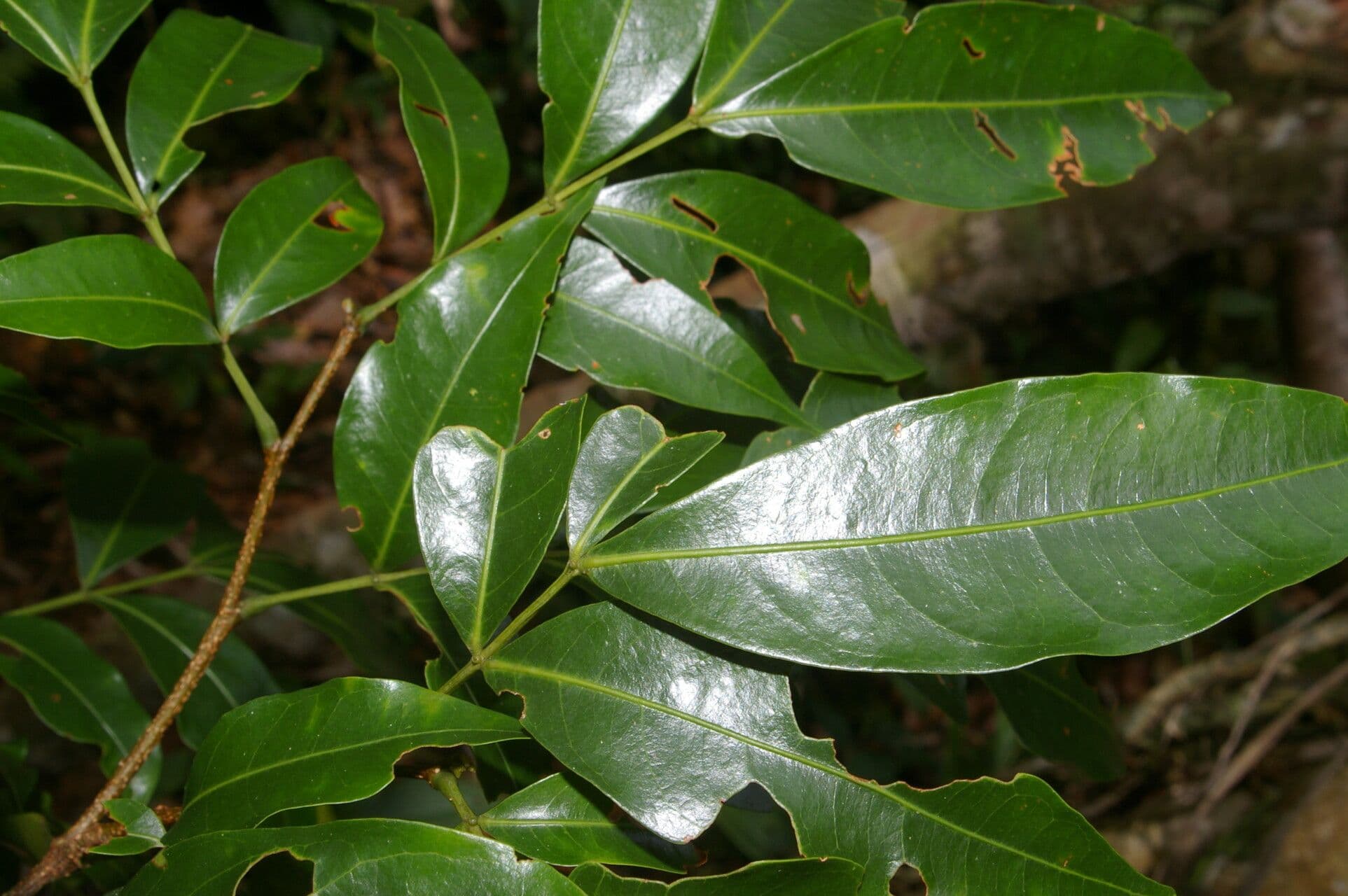 Inga 5