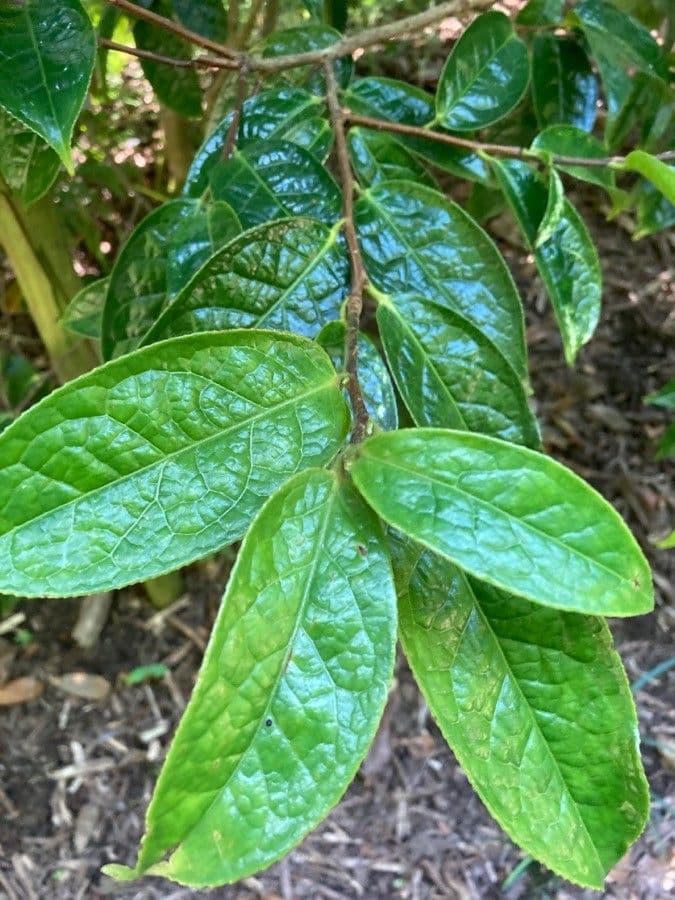 Camelia
