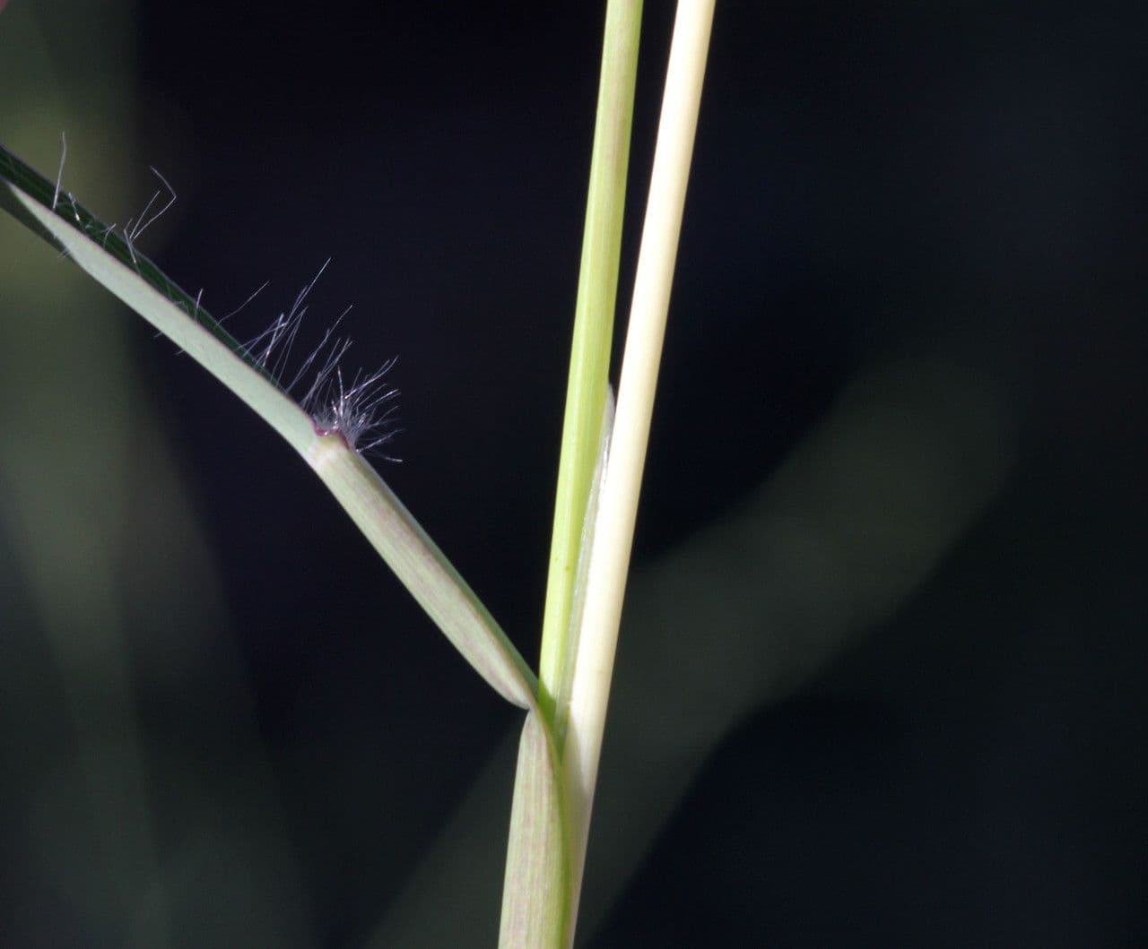 Gewöhnliches Bartgras 4