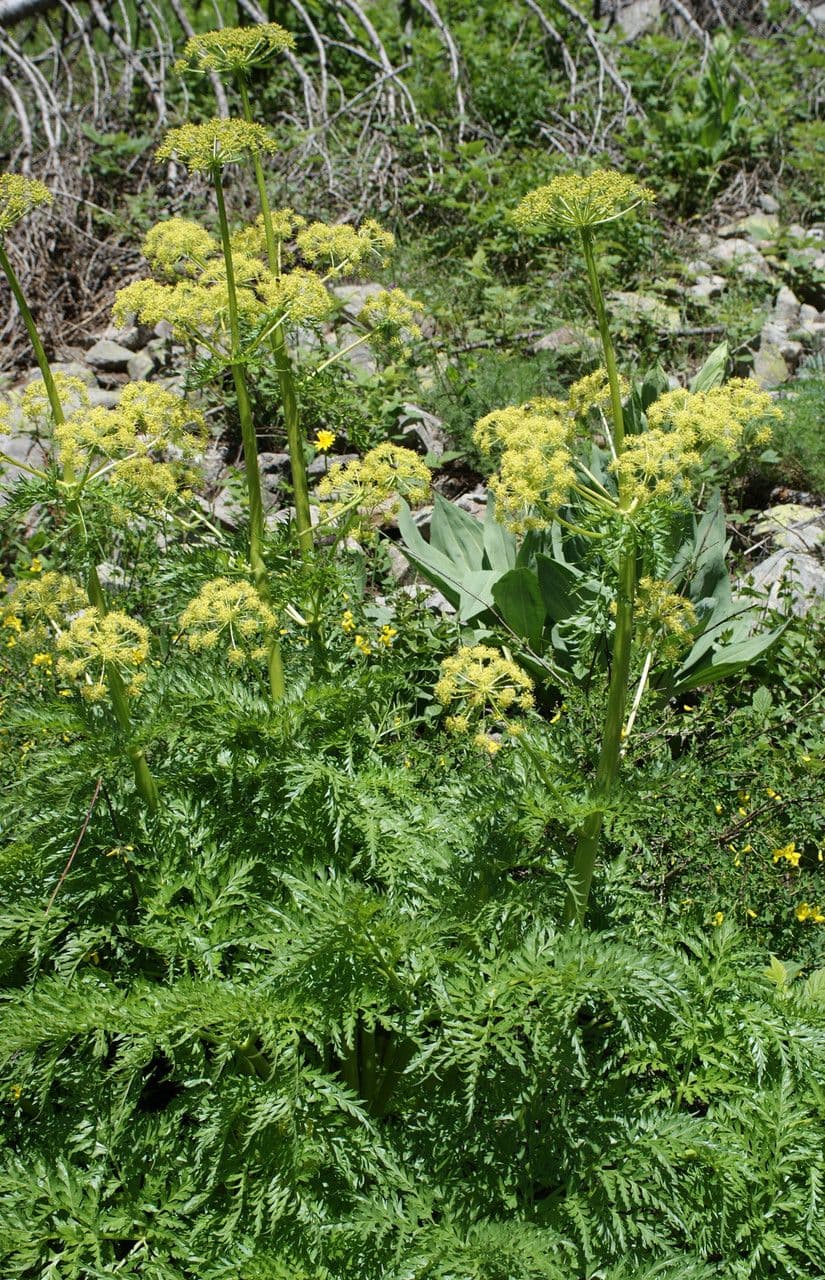 Molopospermum 11