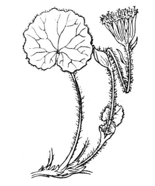 Omogine alpina 29