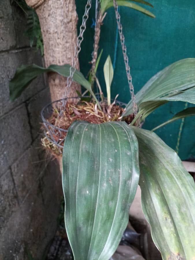 Stanhopea 10