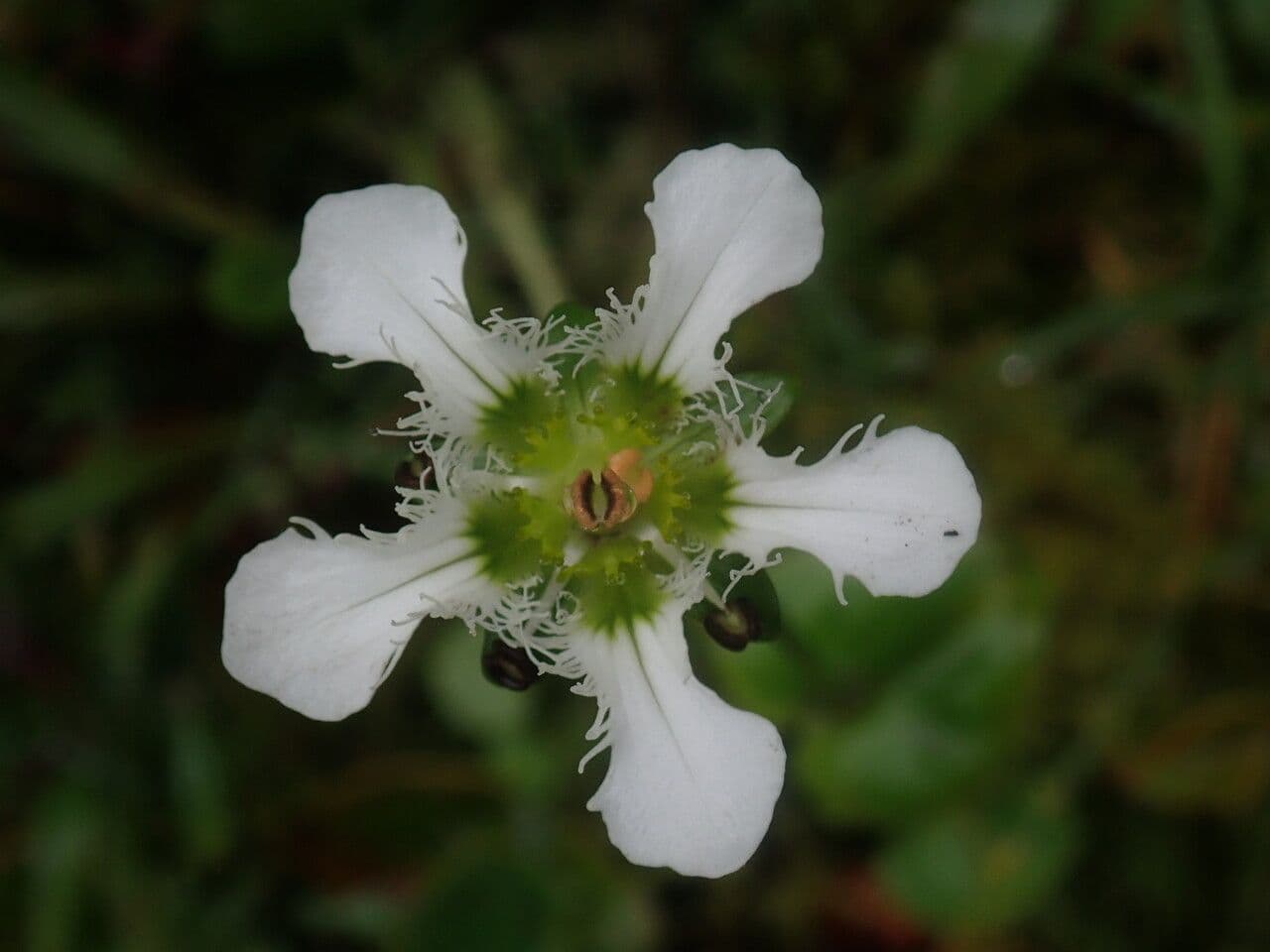 Parnassia 3