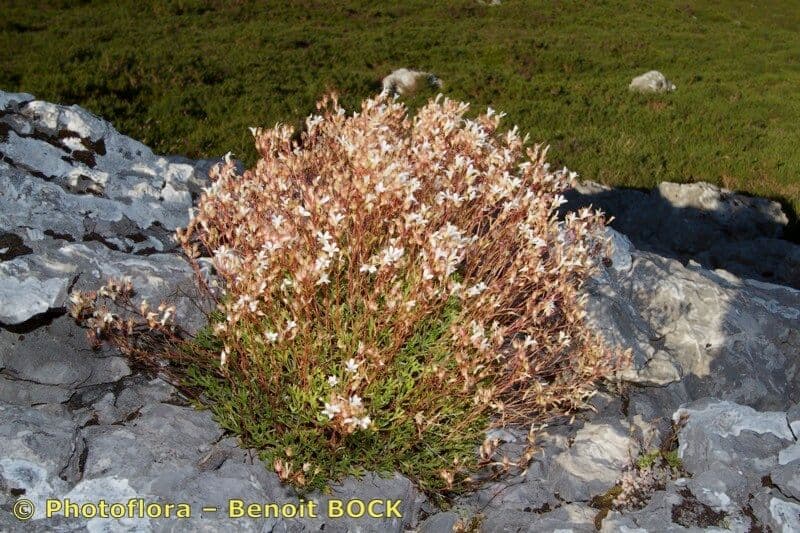 Saxifrage 7