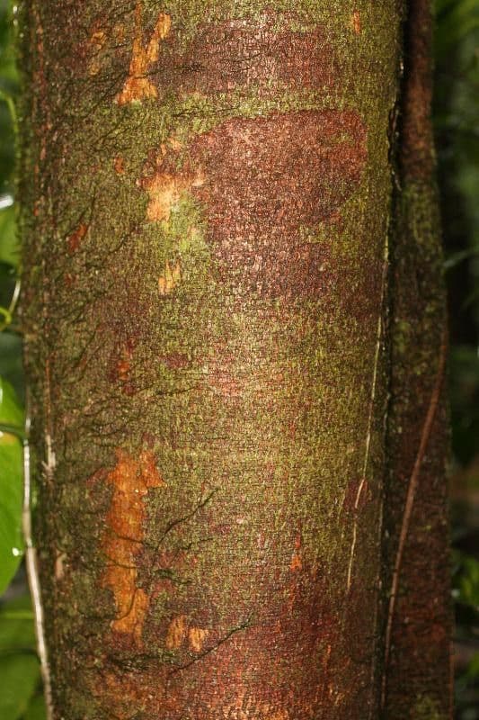 Apeiba 7
