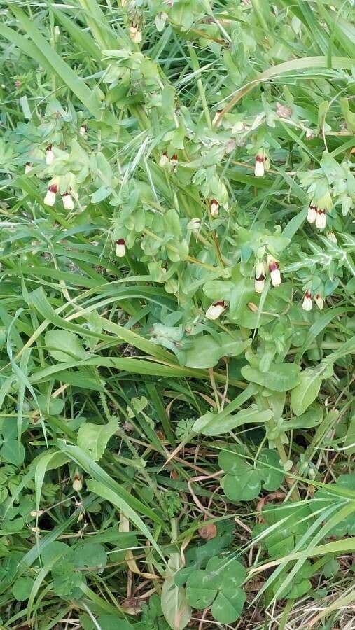 Cerinthe maggiore 27