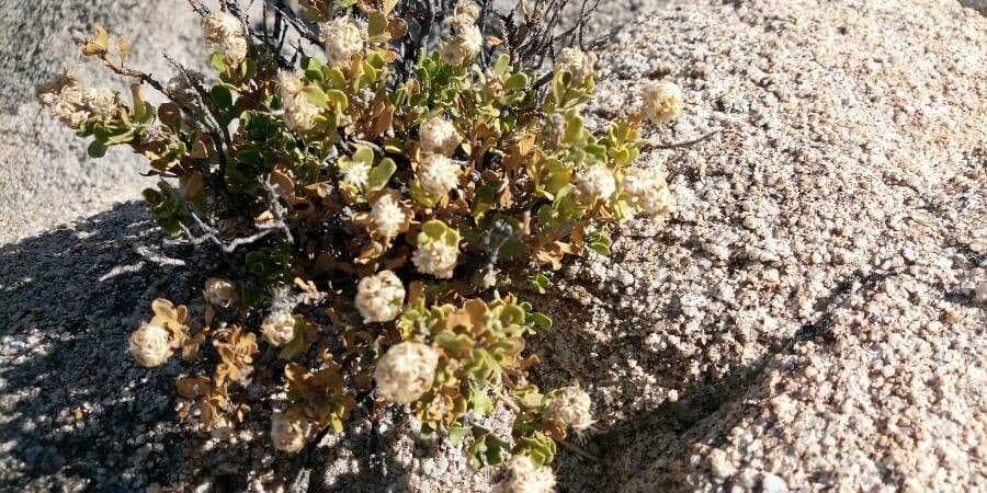 Bacharis 10