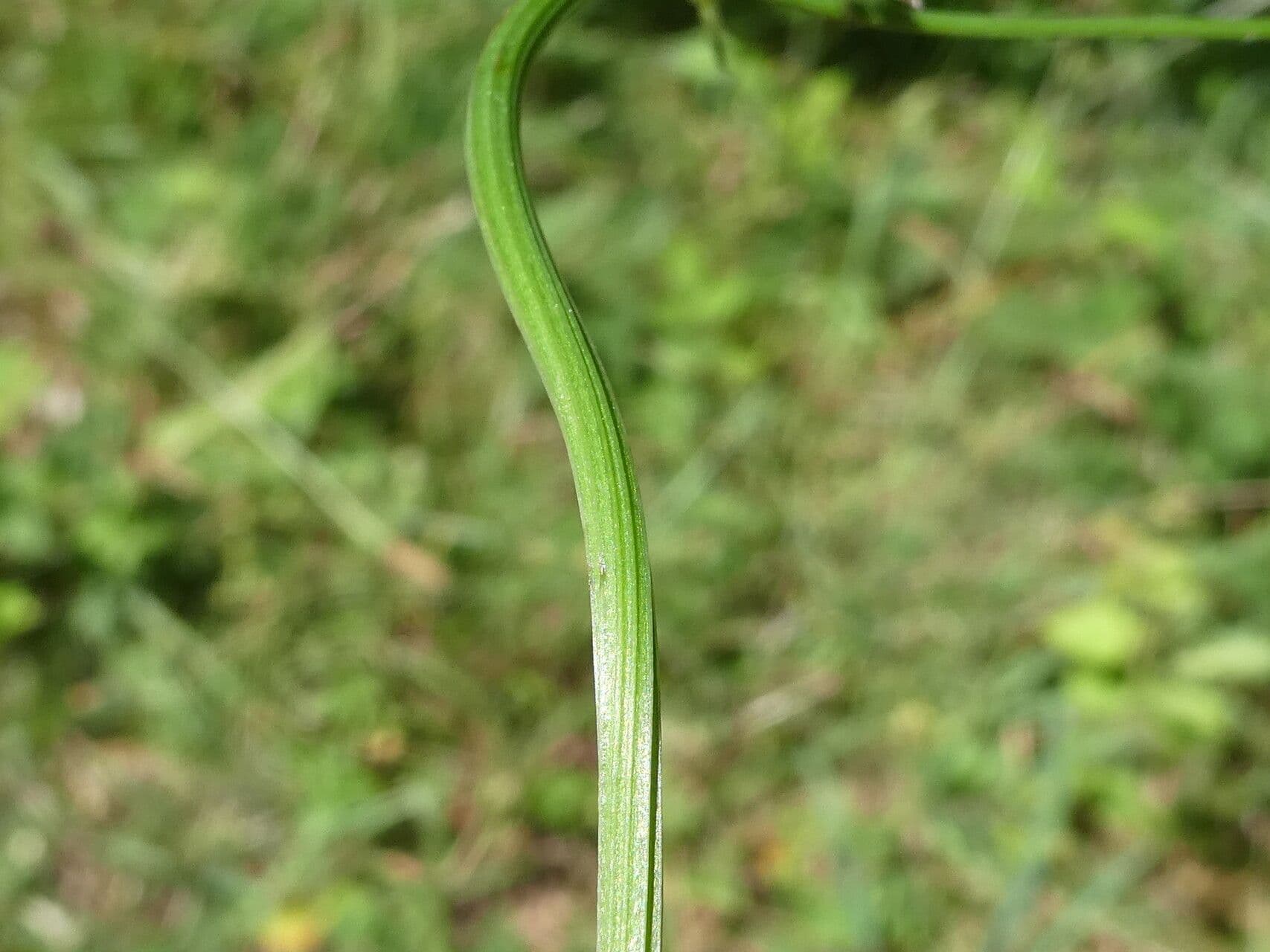 Sanicola 23