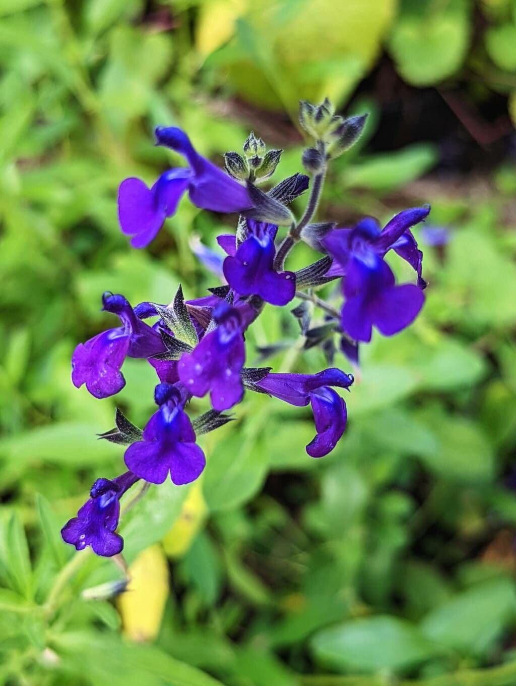 Salvia