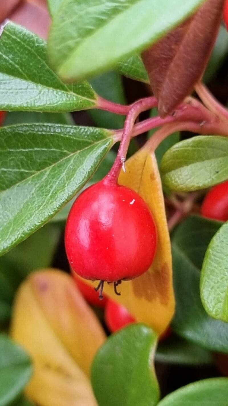 Cotoneaster di Dammer 3