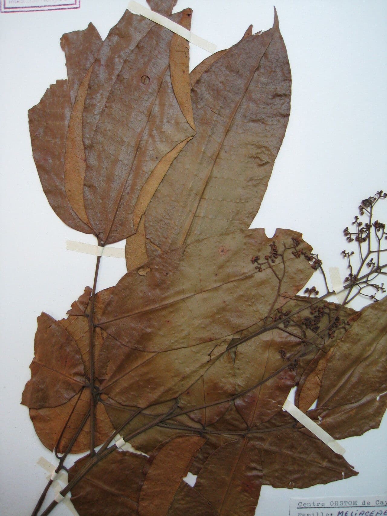 Trichilia cipo 2