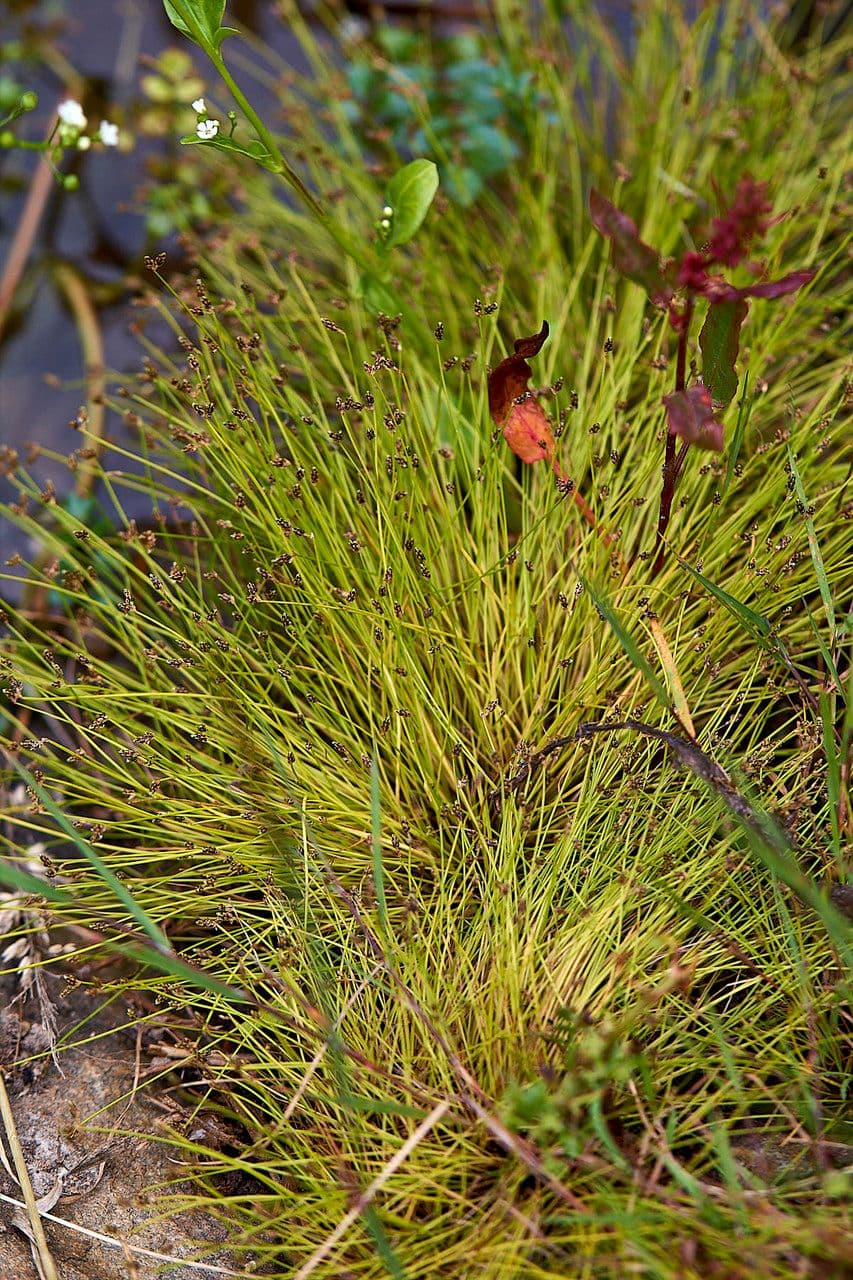 Schoenoplectus setaceus 20