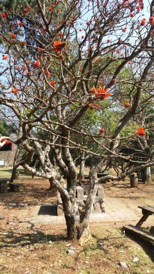 Albero corallo comune 12