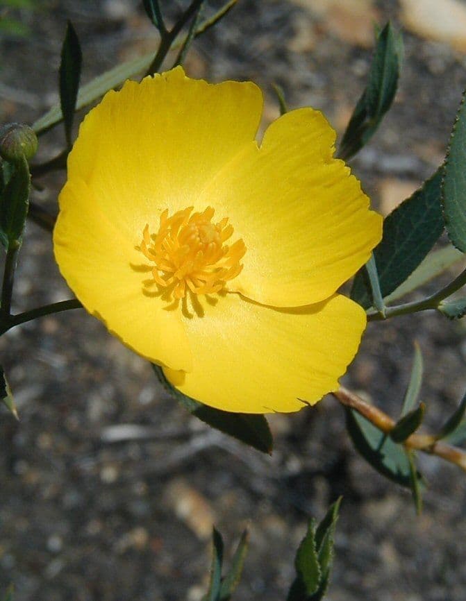 Dendromecon rigida 6