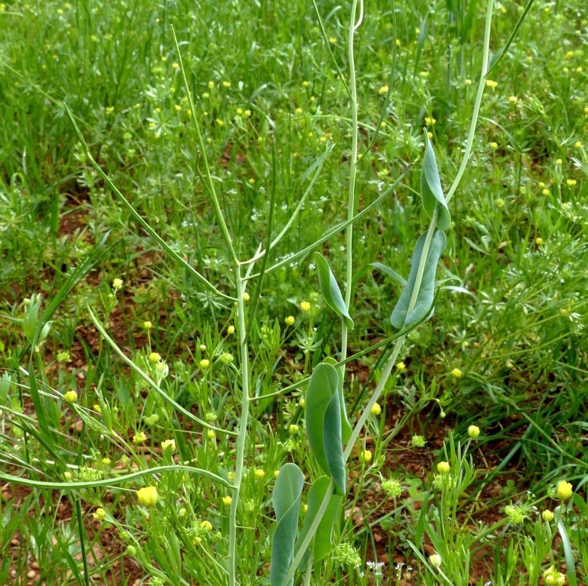 Conringia orientale 16
