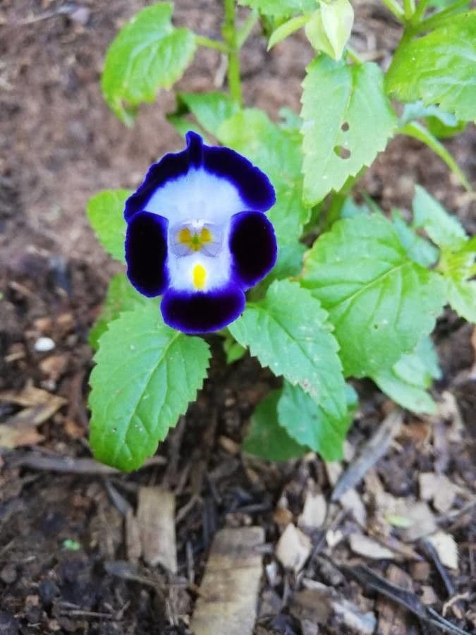 Torenia 4