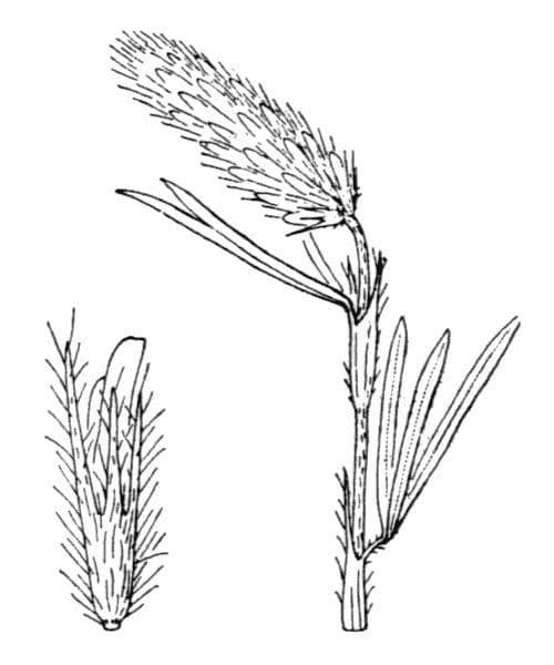 Schmalblättriger Klee 27