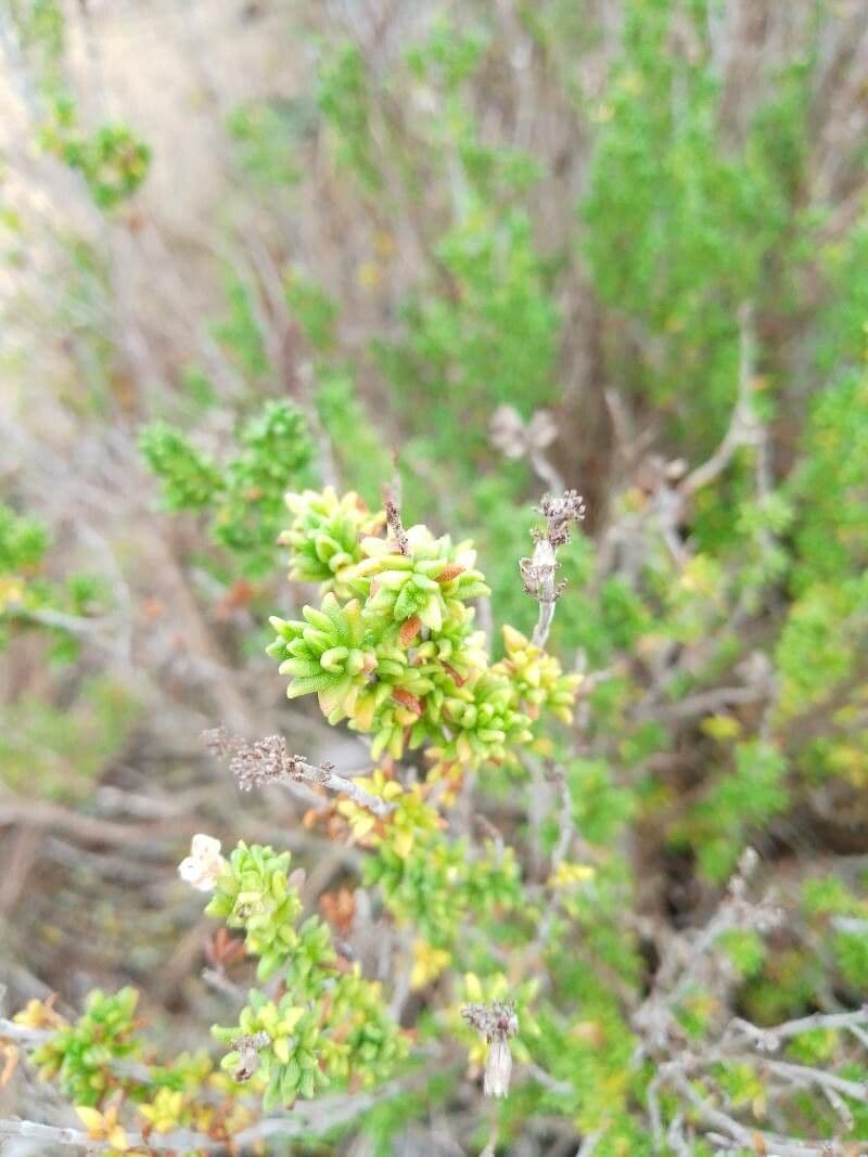 Thymus carnosus 13