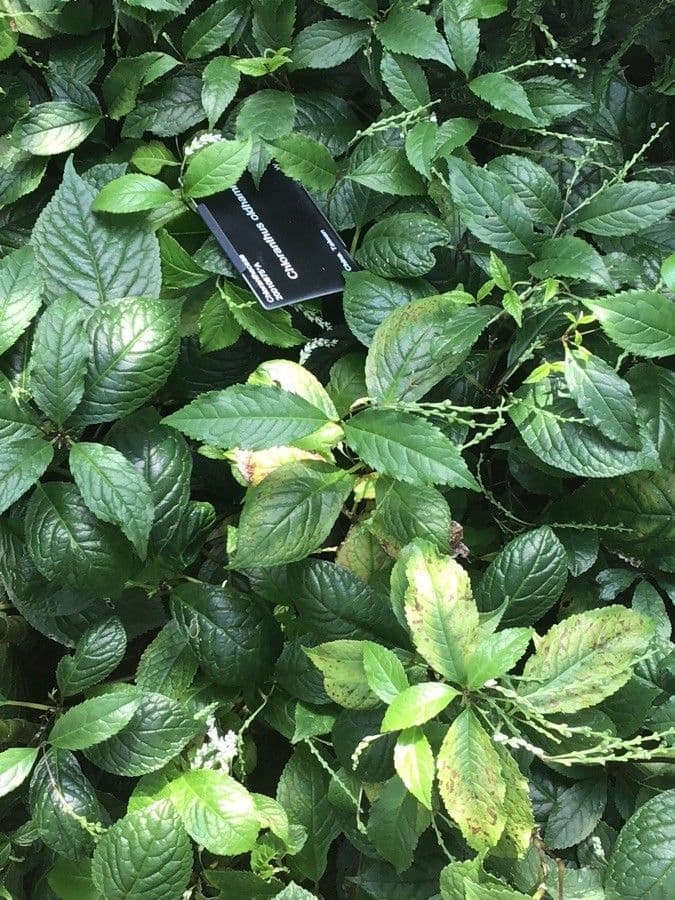 Chloranthus
