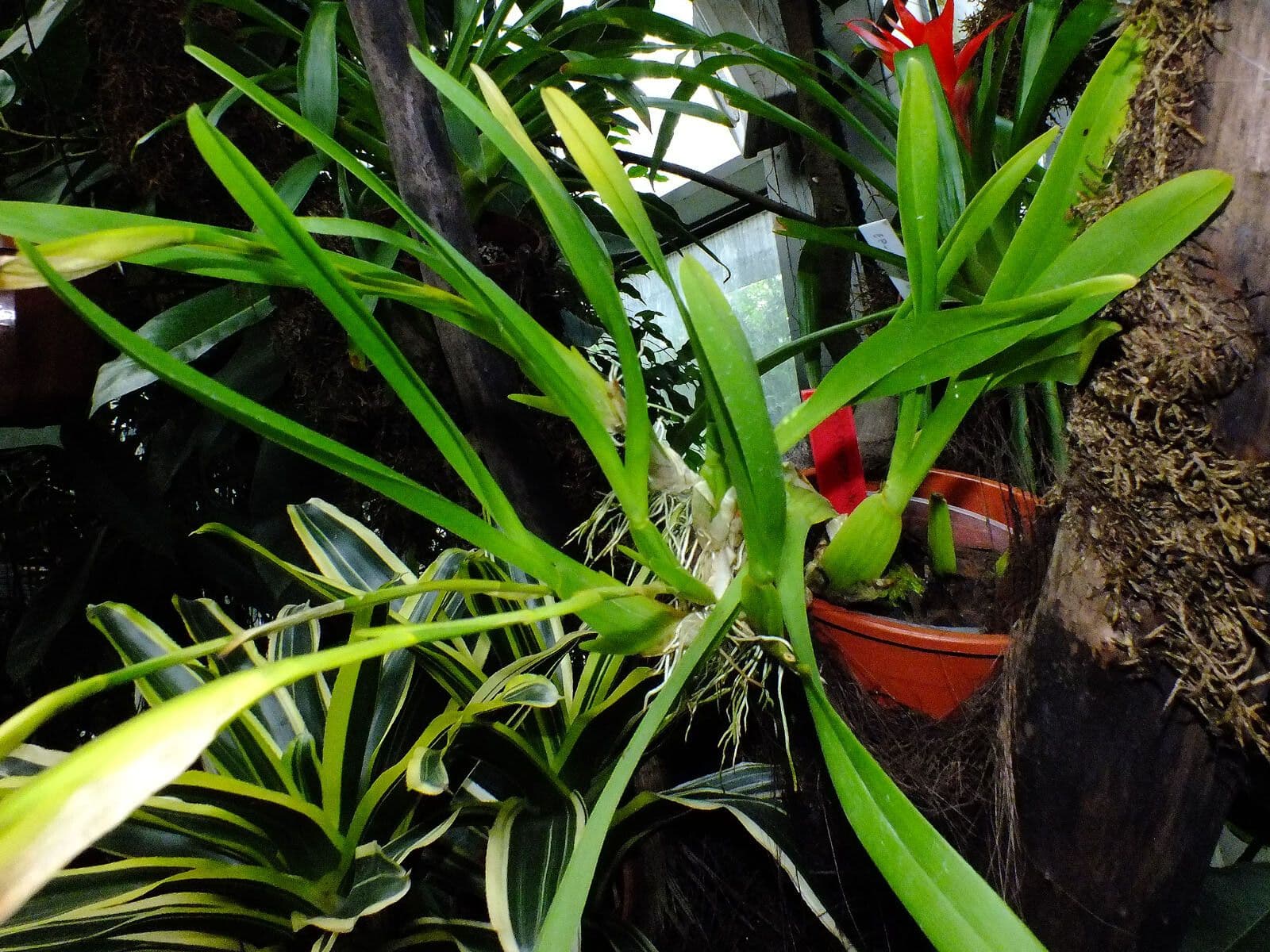 Orchidea 6