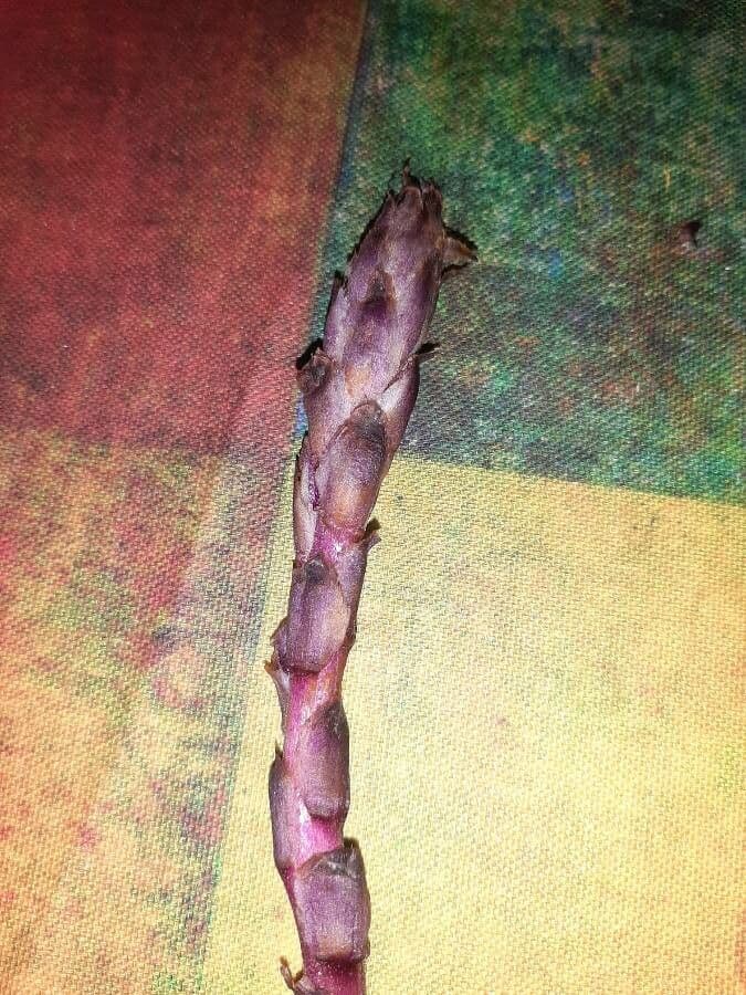 Orobanche a squame larghe 5