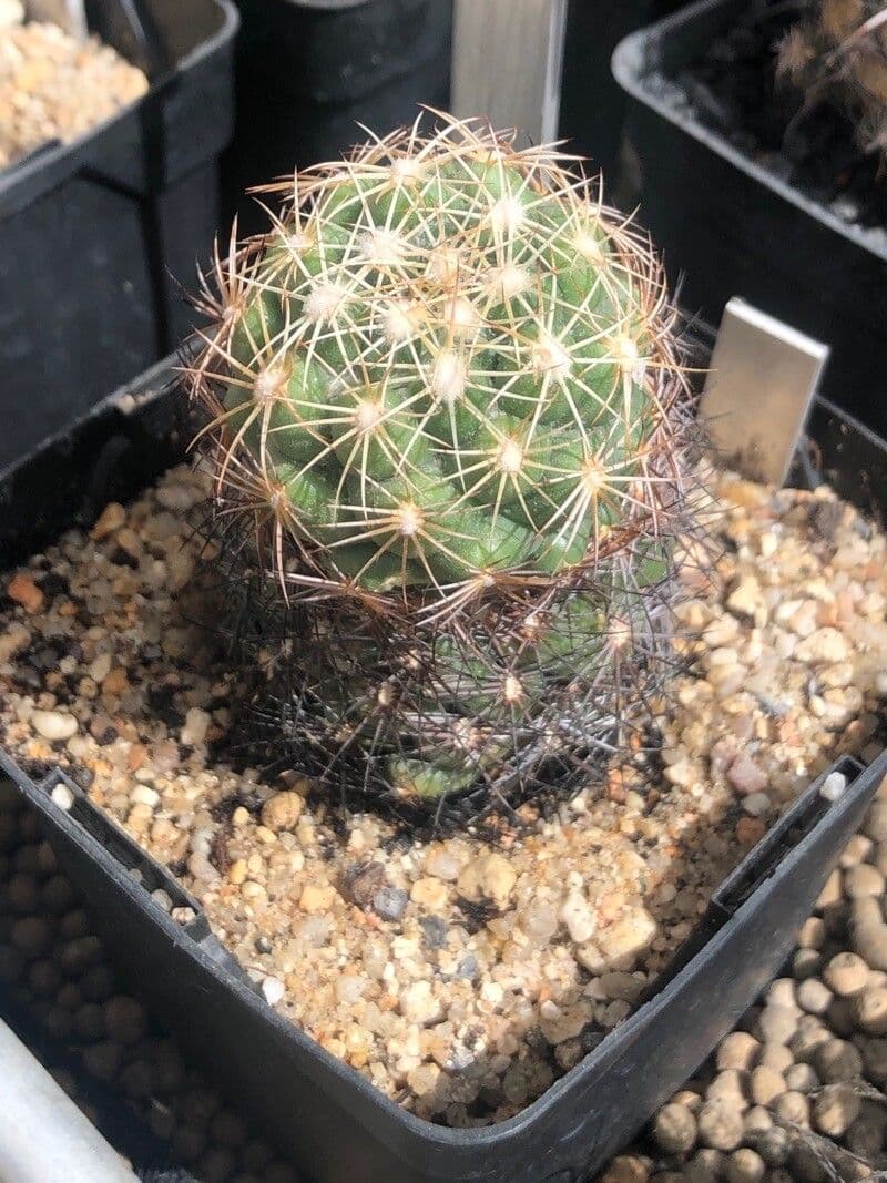 Coryphantha 2