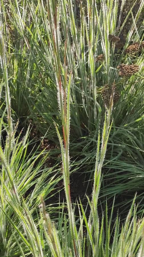 Danthonia a una spiga 7
