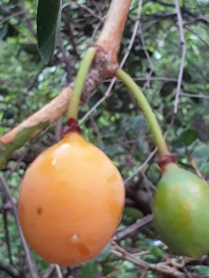 Garcinia livingstonei 5