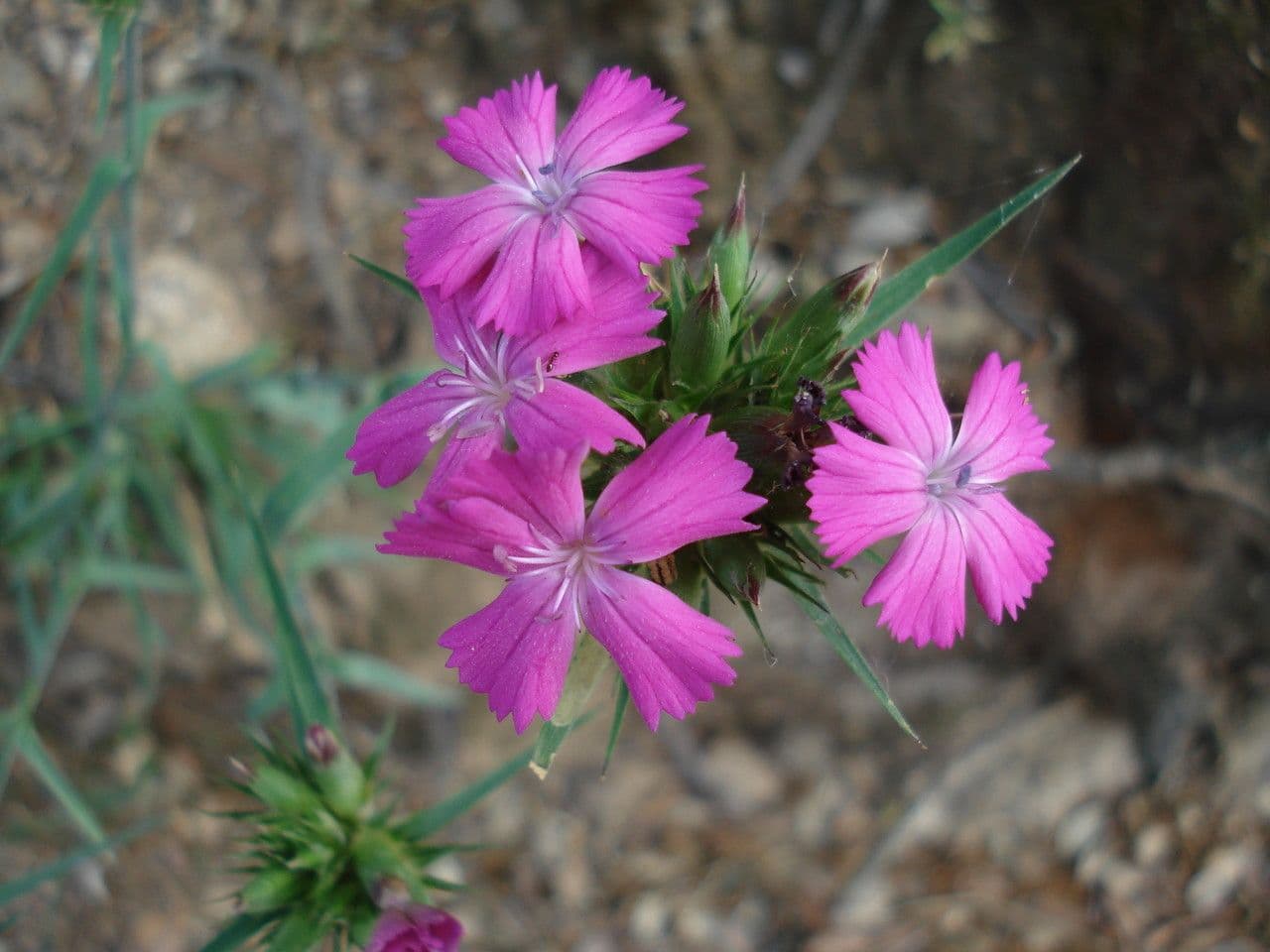 Garofano di Balbis