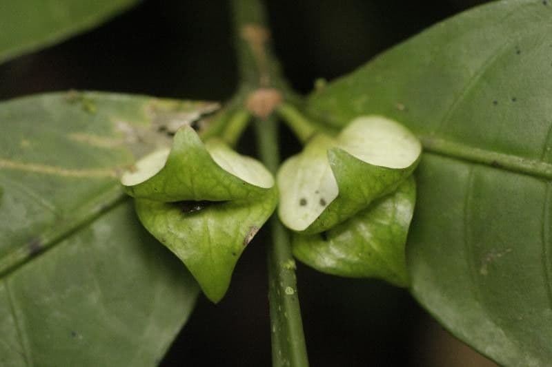 Faramea 3