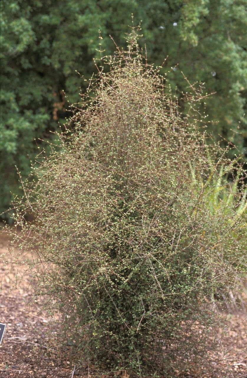 Coprosma