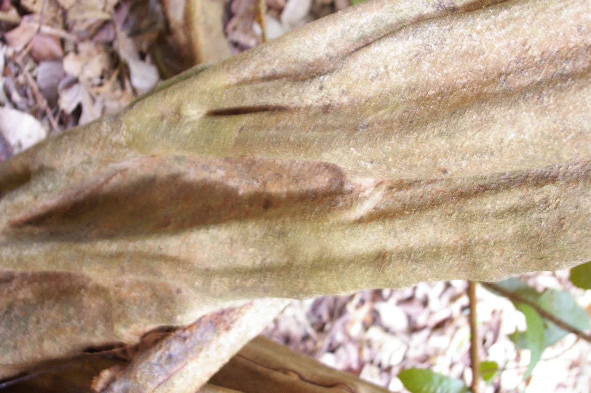 Aspidosperma rigida 10