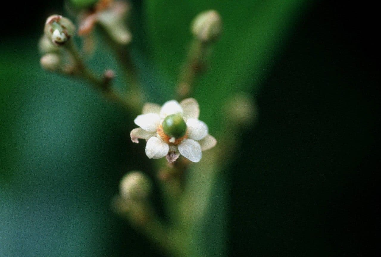 Exothéa paniculé