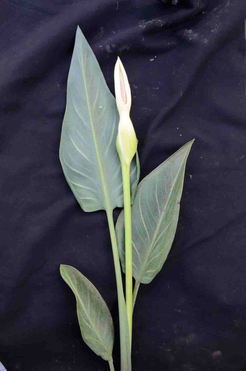 Xanthosoma 5