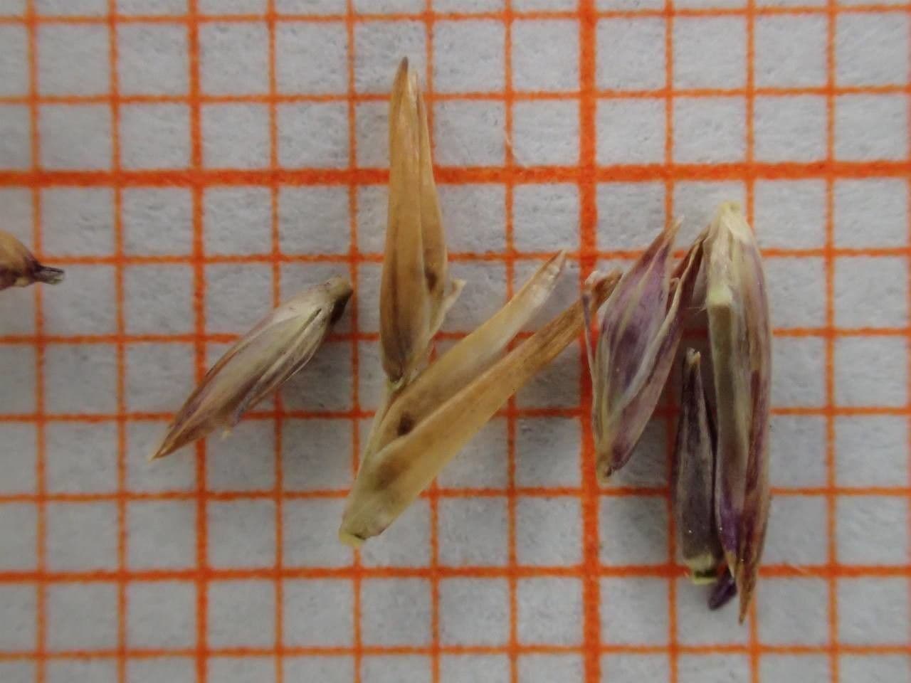 Molinia 29