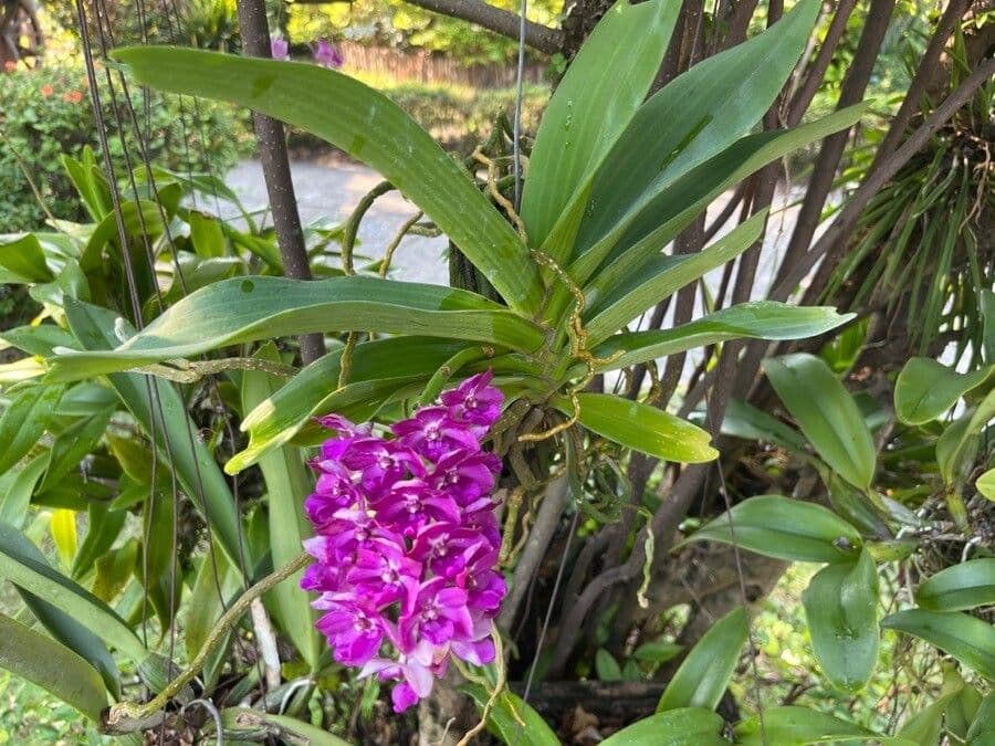 Orchidea 5
