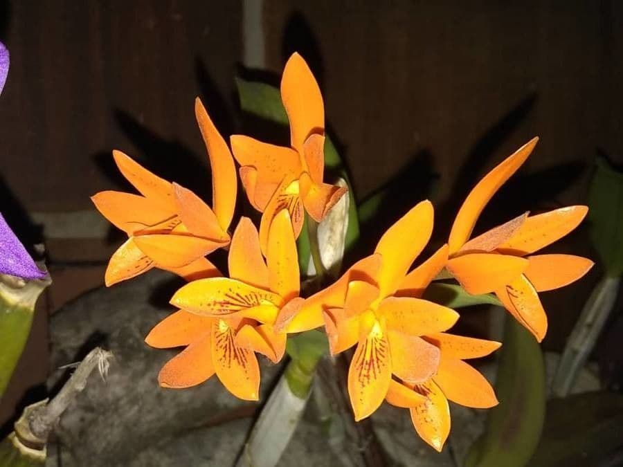 Orange Cattleya