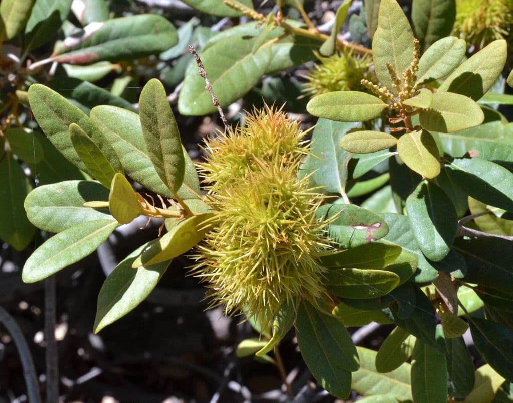 Chrysolepis sempervirens 4
