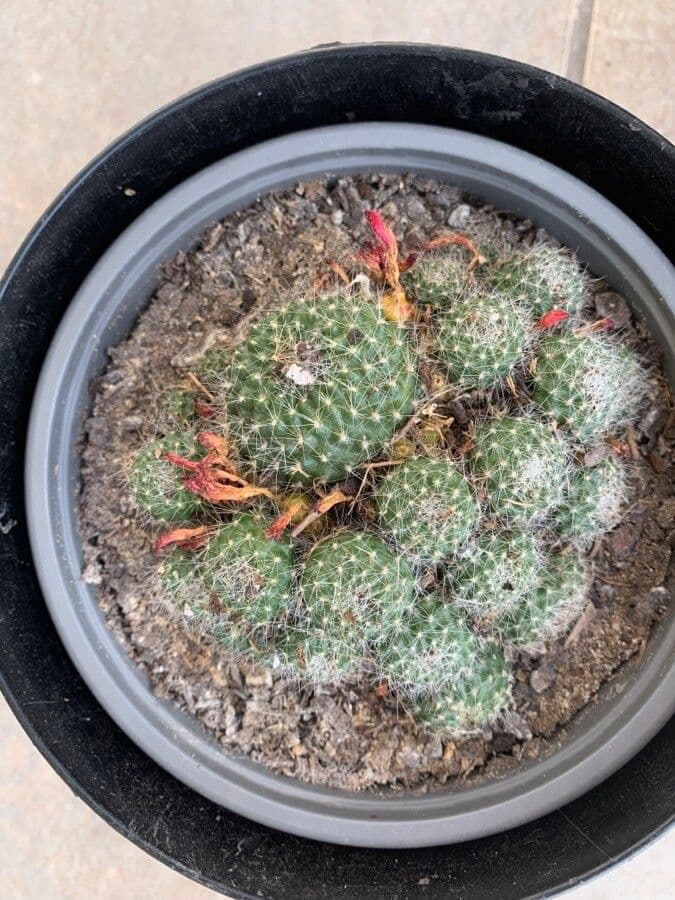 Cactus corona di fuoco 10