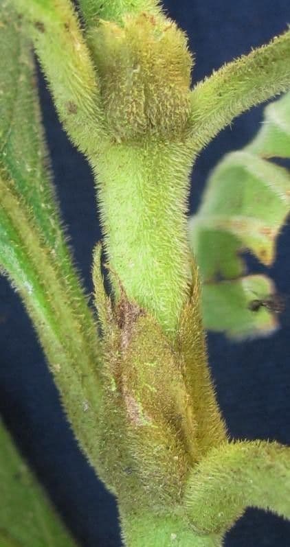 Psychotria 2