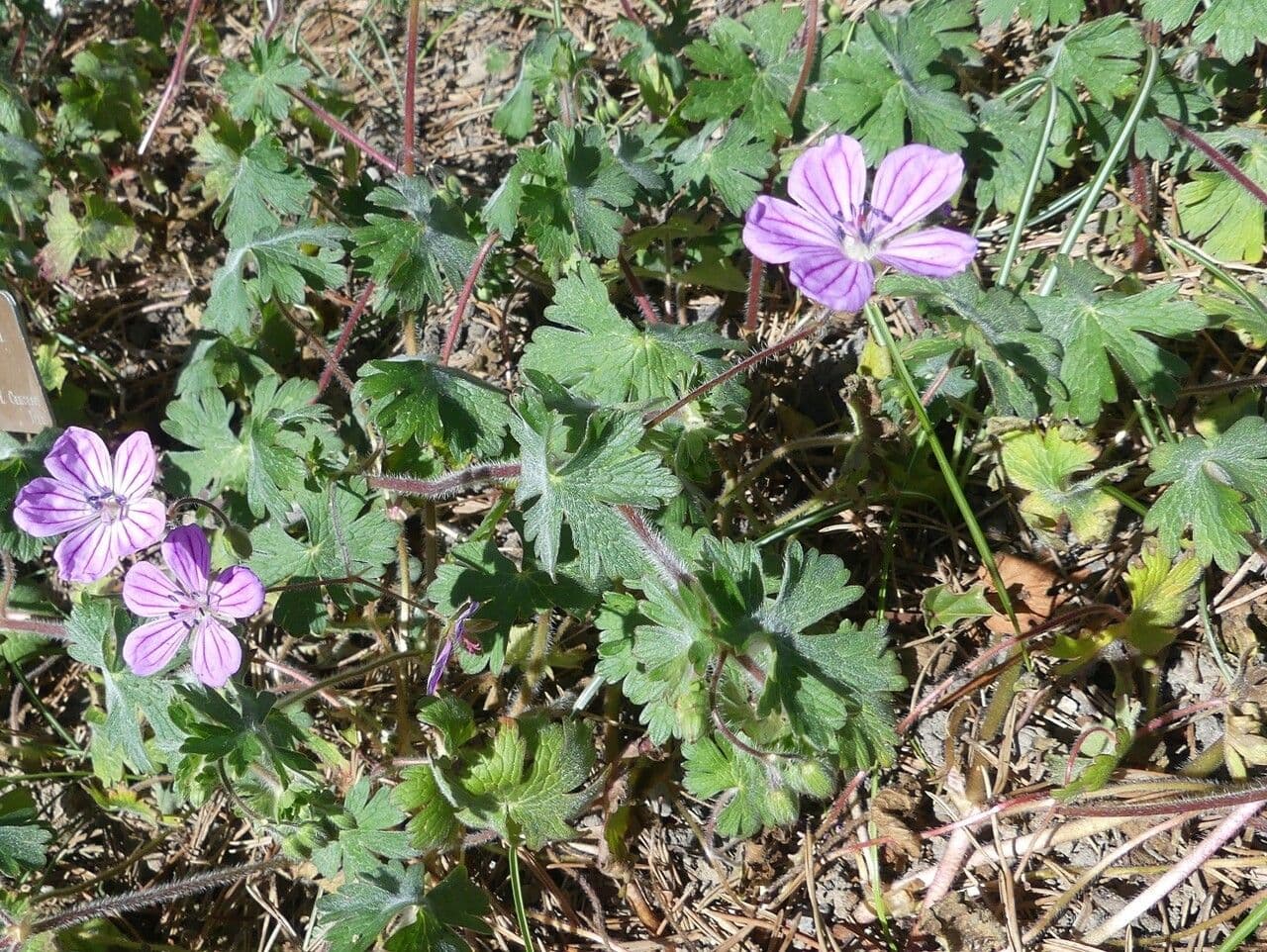Géranium 2