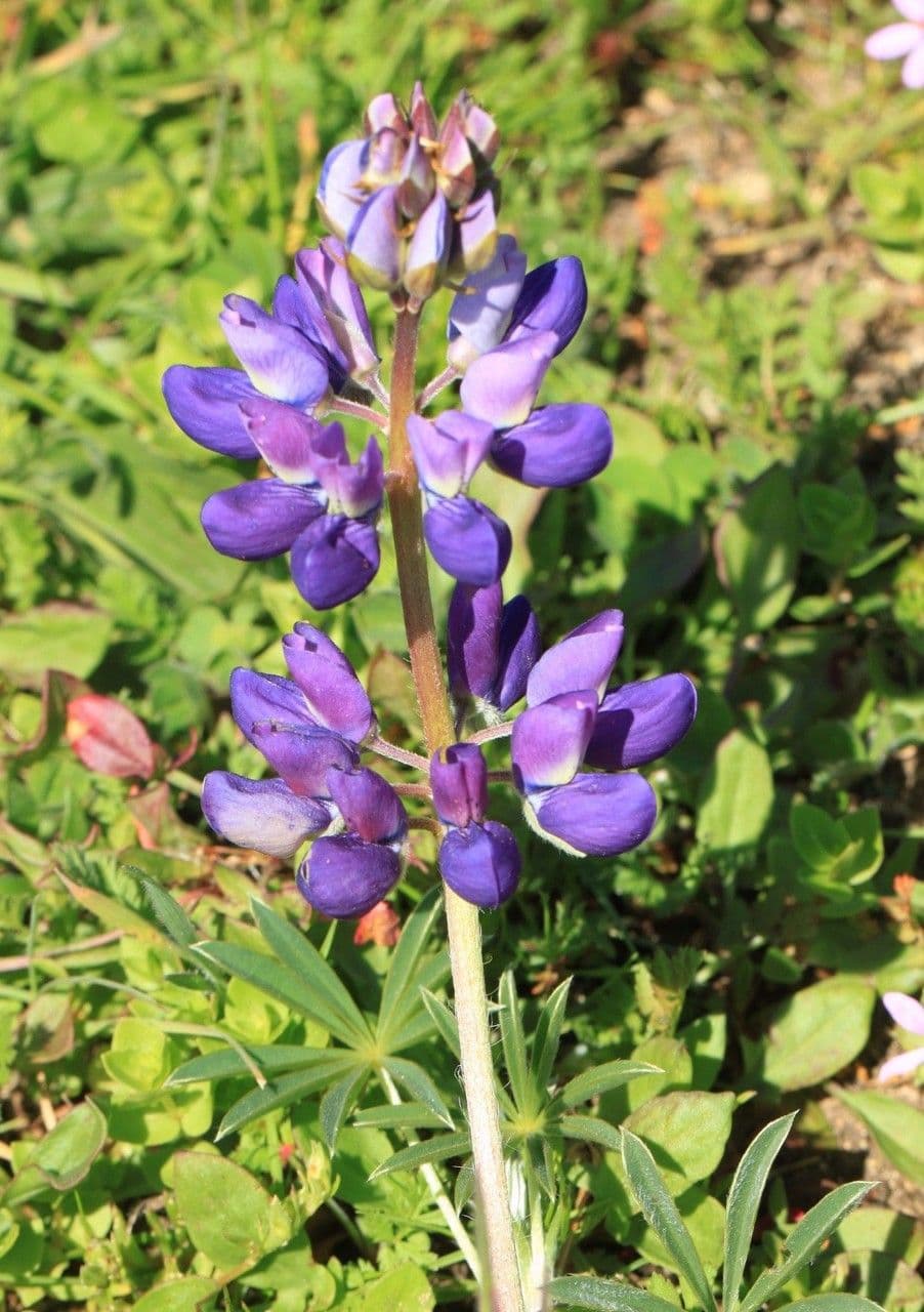 Lupino variopinto 3
