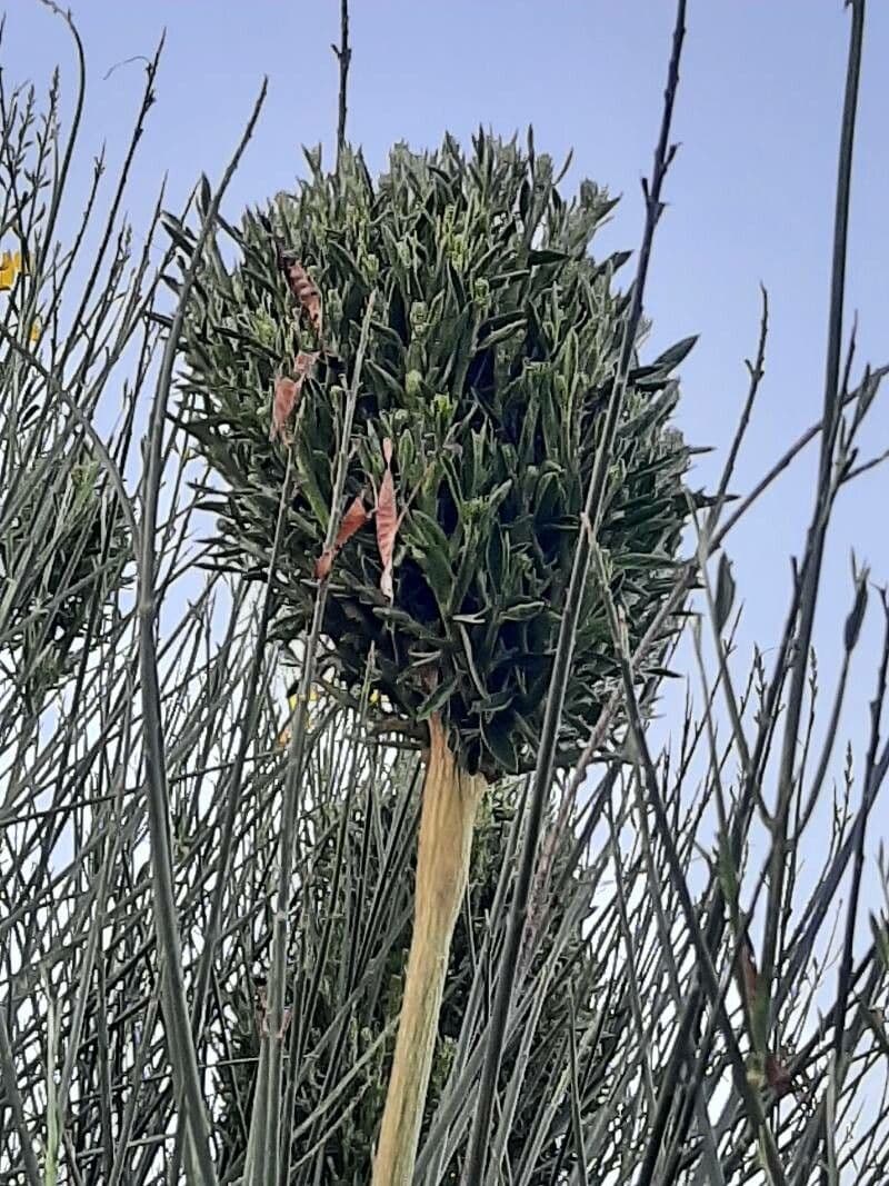 Ginestra odorosa 30