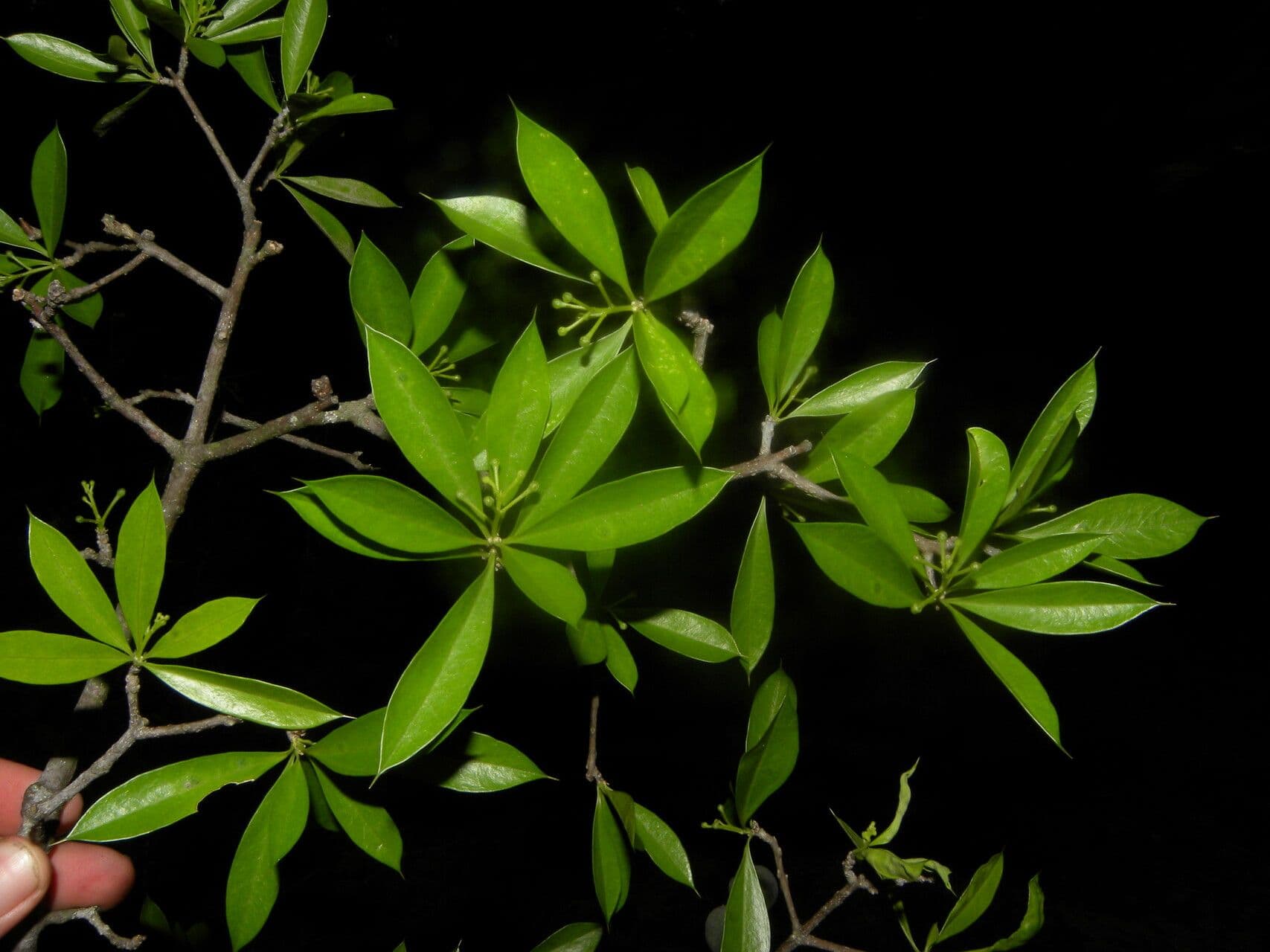 Bonellia 13